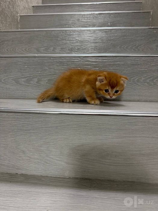 Продаются котята