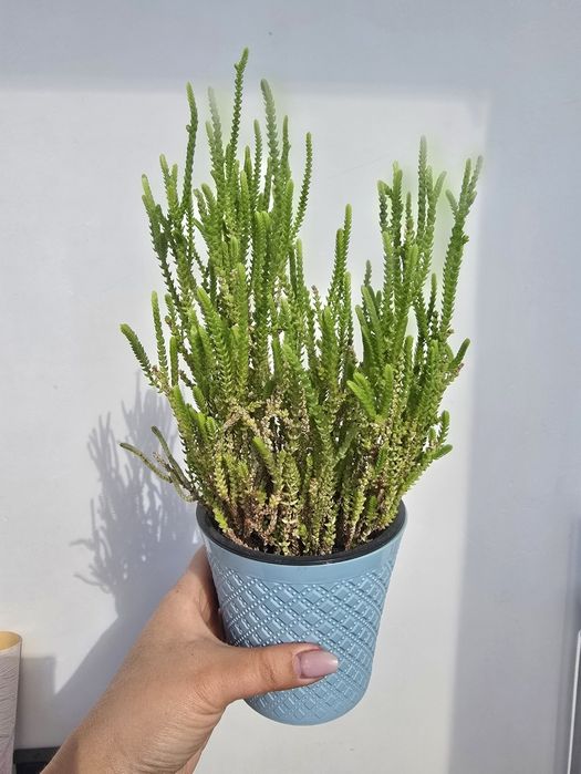 Фикус Тинеке,  шлюмбергера