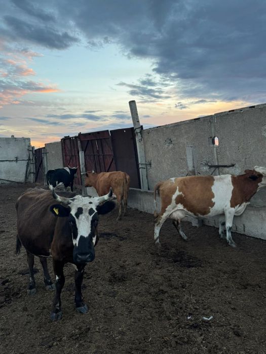 Продам КРС коровы