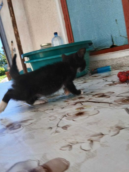Pisicute pentru adoptie