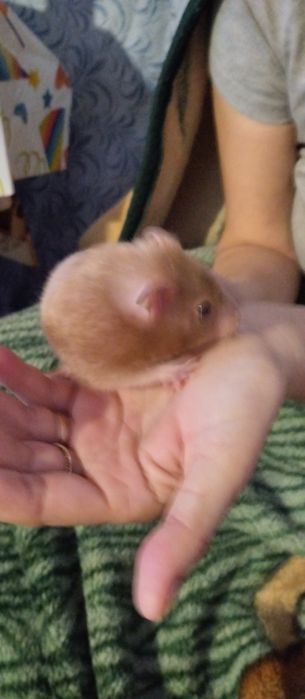 Хомеки 4 3 мальчика 1 девочка