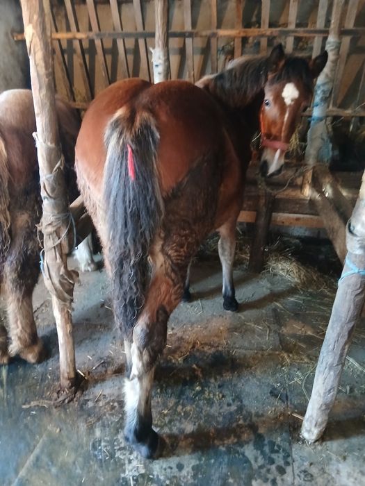 Vand 2 manze de 6 si 7 luni