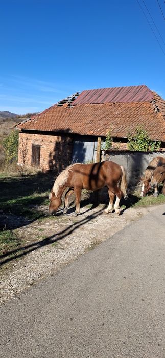 Animale domestice