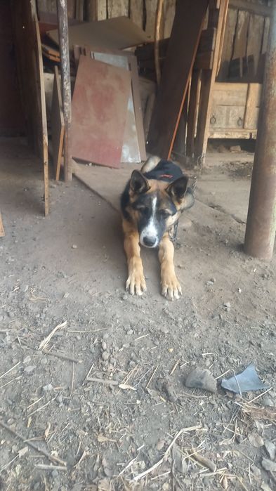 Продам щенка авчаку