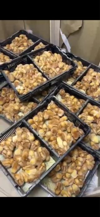 Продам цыплят ломанбрауна