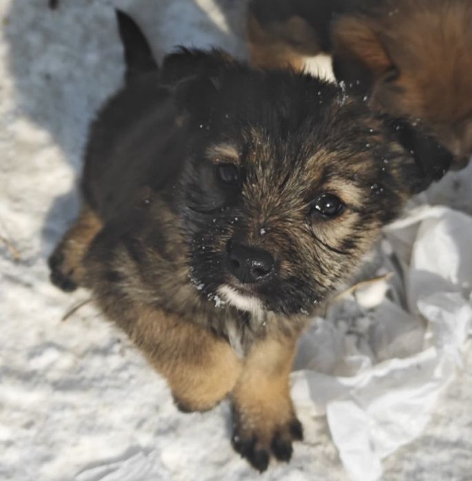 Отдам  щенят даром