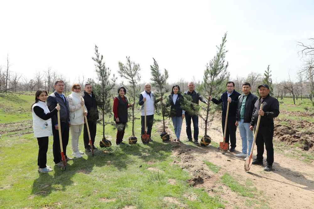 дарахт кесиш хизмати daraxt kesish butalash 7/24 Ibrohim yer haydash