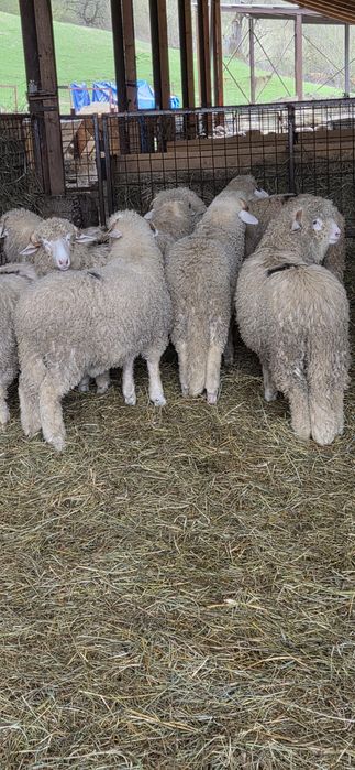 Vând  Berbecuți Băli !