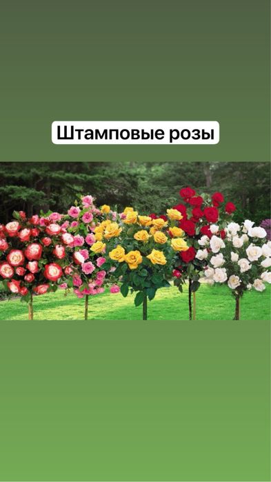 Продам куставые розы в разных цветах