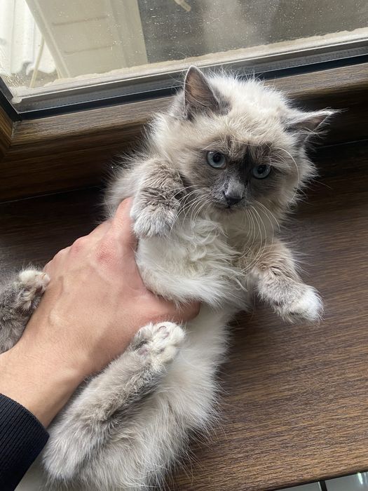 продается рэгдол чистокровный мальчик