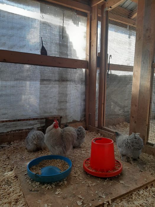 Vand oua de incubat cochinchina pitic lavanda