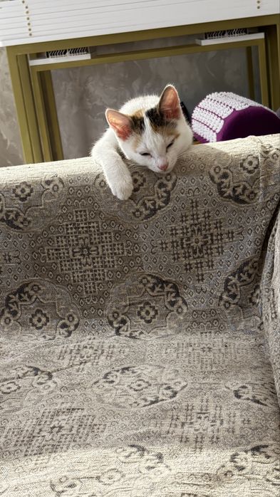 Отдам котенка в добрые руки