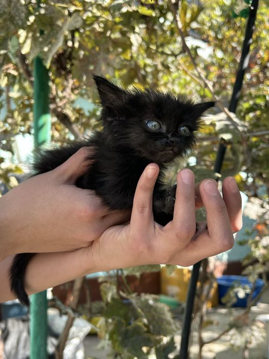 Котята ищут дом, в хорошие руки