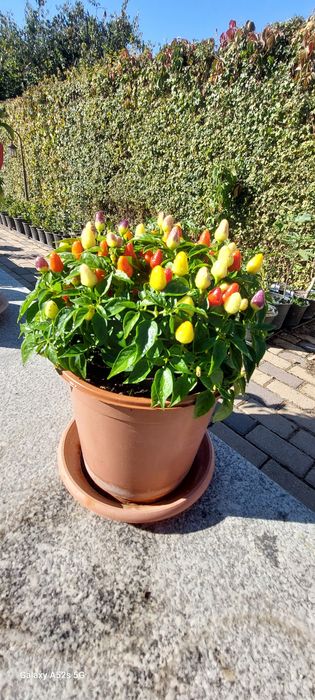 Chili/ardei iuți