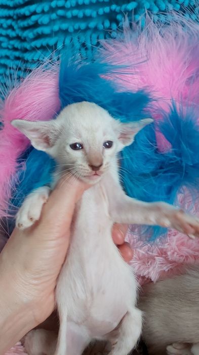 * ЭЛЬФЫ * - Ориентальные Котята !