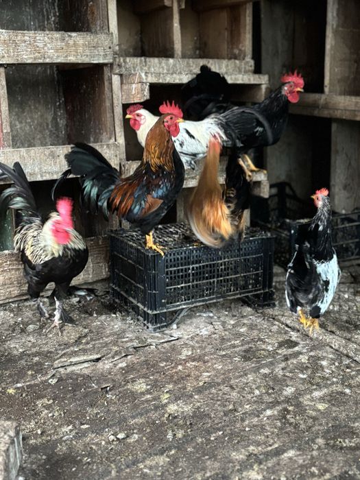 Vand cocosi pitici si mari