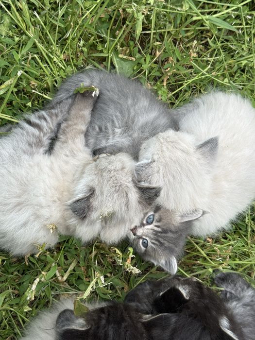 Котята один месяц