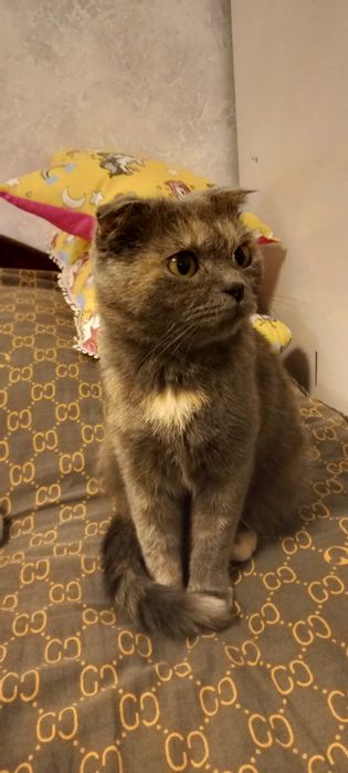 Мушук Скотиш фолд