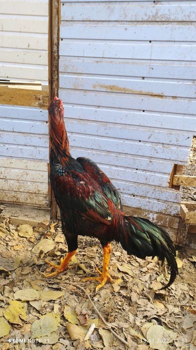 Чожа хороз сотилади