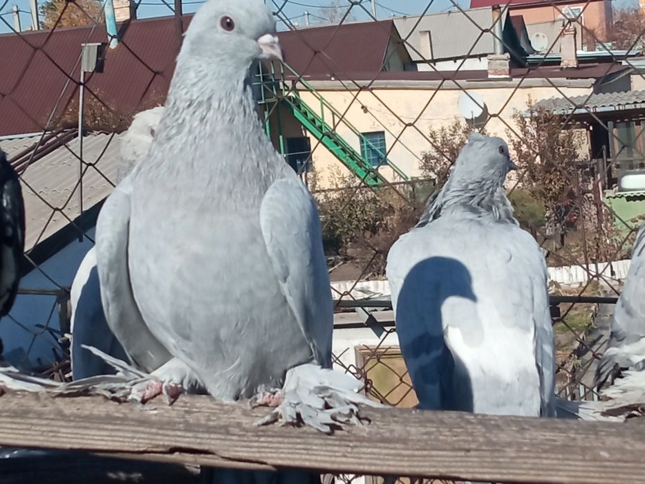 Голуби разных пород