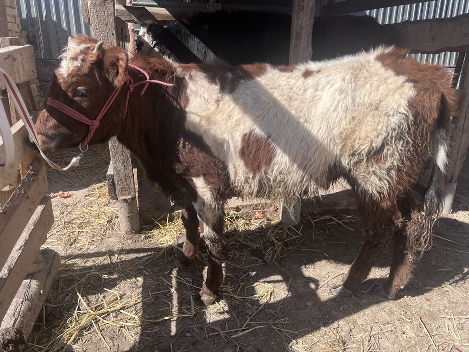 Еки баспак бир жасар
