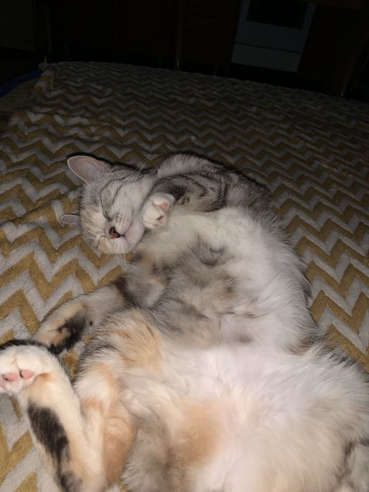 Отдам кошку в добрые руки