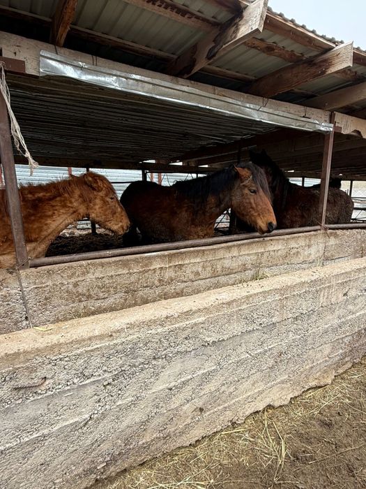 ЖЫЛҚЫ СОҒЫМҒА  3-4-5 жасарлар. Семіз