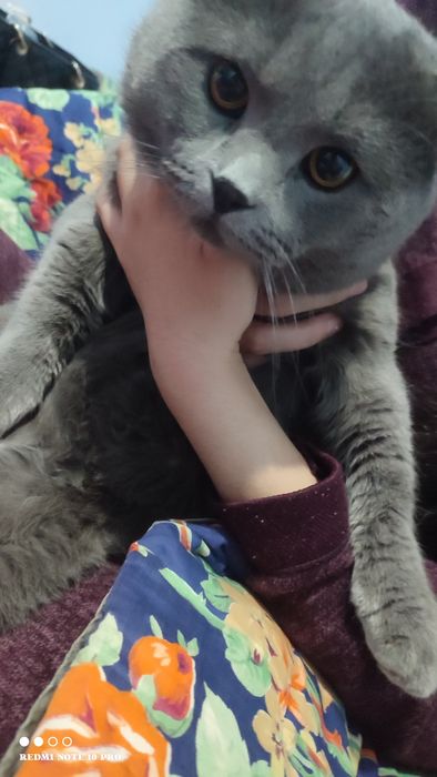 Бухара продаю.120$ Скоттиш-фолд Шотландский вислоухий