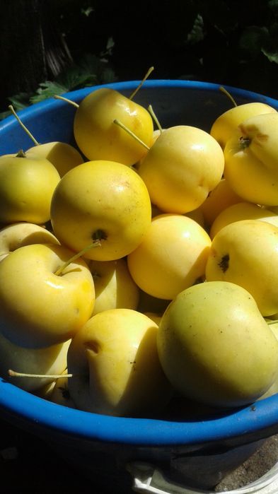 Продам  уралку,грушу, вишню