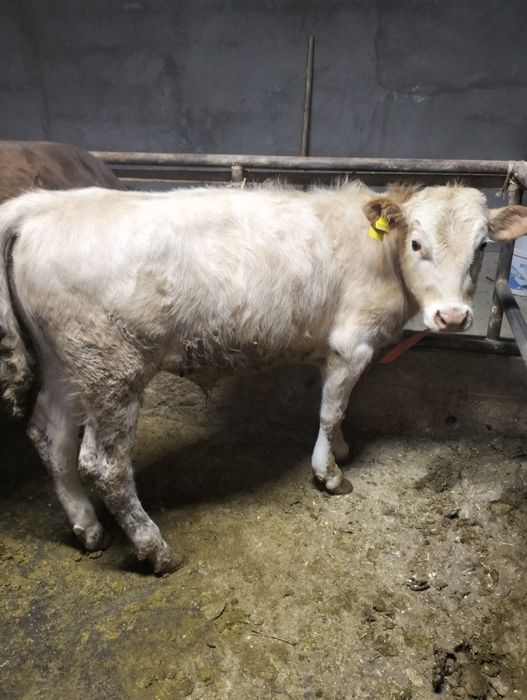 Еркек тайынша сатылады