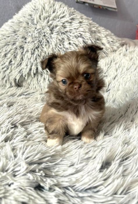 Чихуахуа момчета