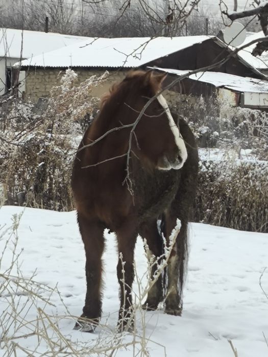 Продам коня пять лет