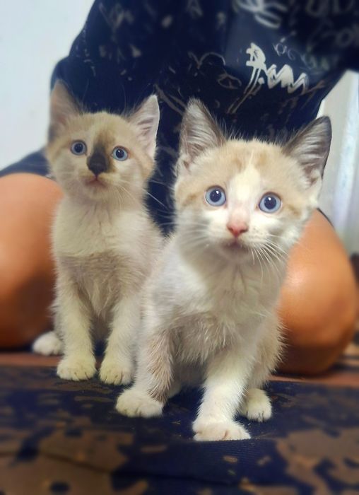Отдам котят бесплатно
