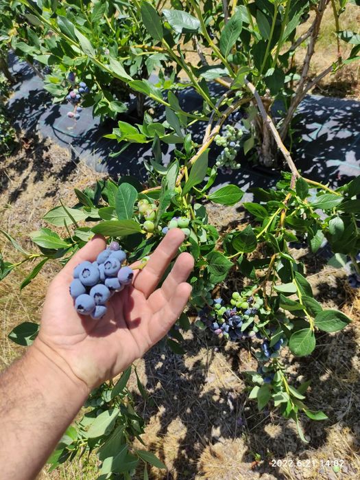 Puiet Afin Reka butași