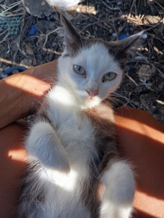 Котёнок котята две сестрички