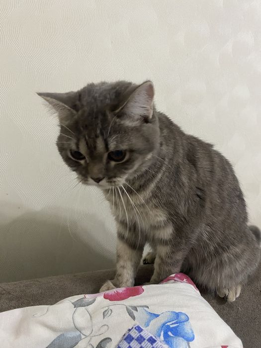 Отдам в добрый руки кошку