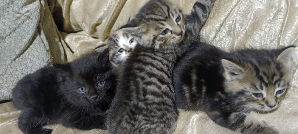 Котята отдам в хорошие руки, mushuk bolalari ishonchli qõllarga berila
