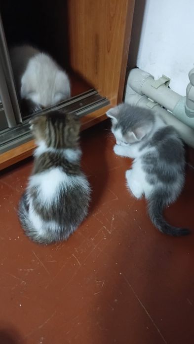 Отдам даром вислоухих котят