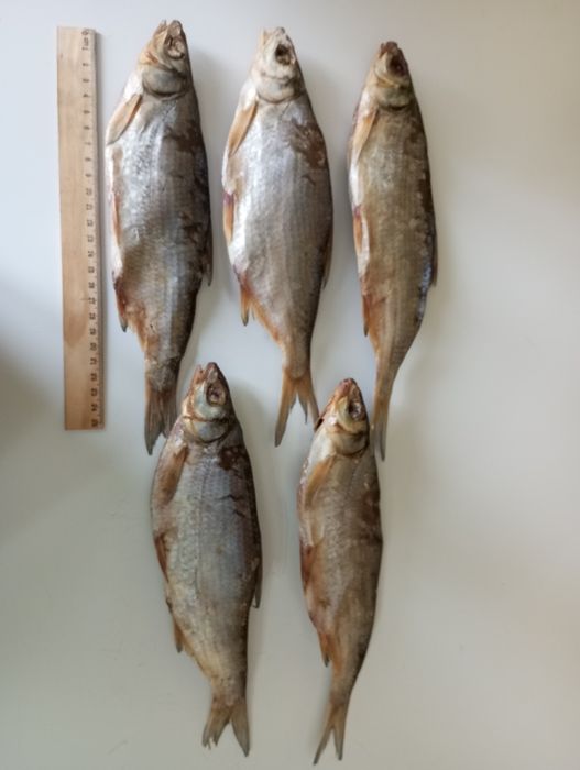 Сушеные Ребец майлы