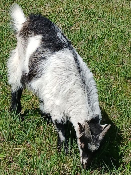 Vand iezi pentru taiat