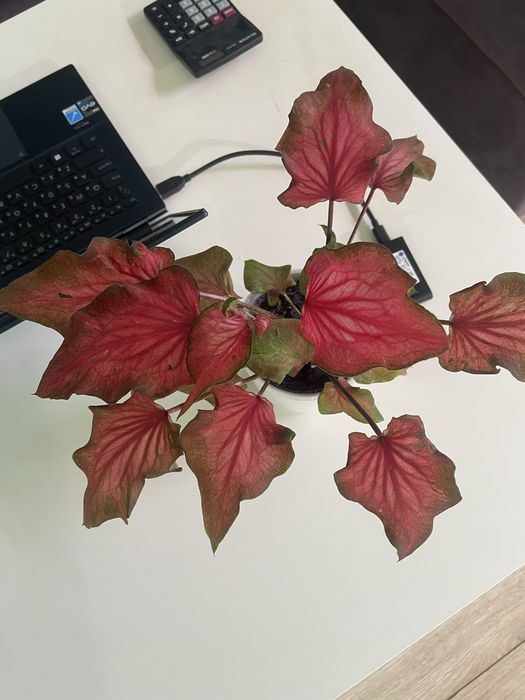 Каладиум Caladium