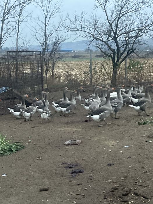 Oua gasca , oua leghorn , oua gaini pitice