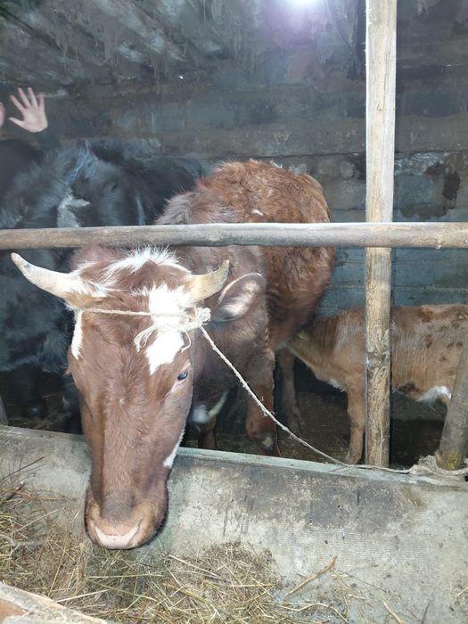 Бузаулы сиыр сатам