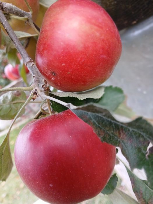 Vand mere pentru suc natural si țuică 0,7 lei/kg