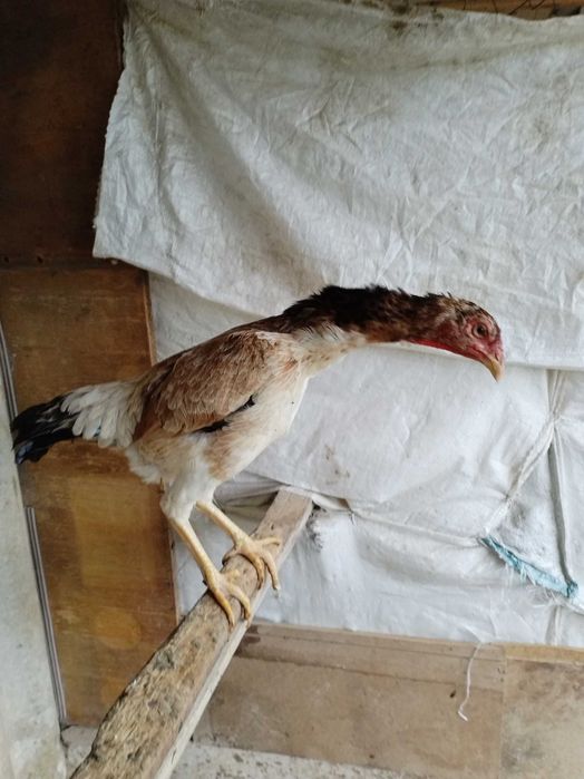 Китай карис , один шамо микс срочно