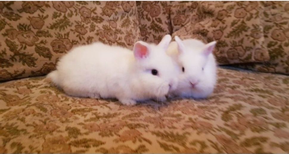 Iepurasi de companie cap de leu pitic