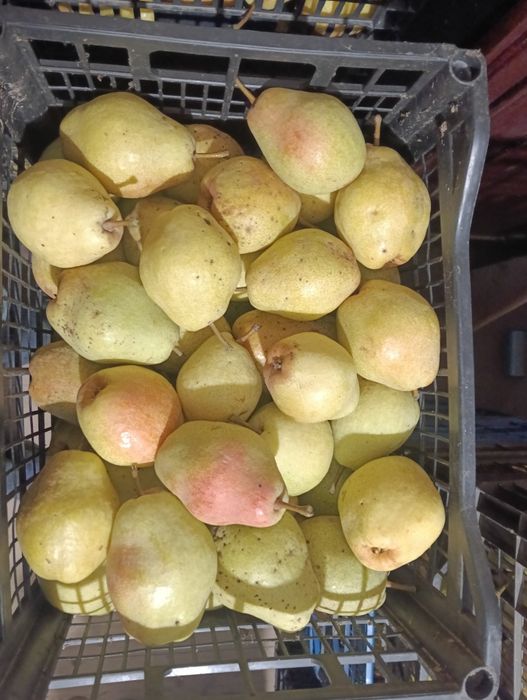 Pere aromate și zemoase