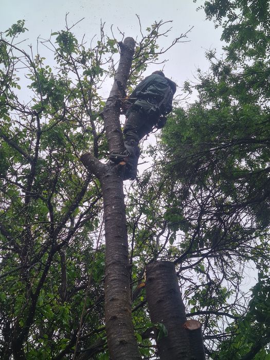 Спил деревев Агаш кесемыз