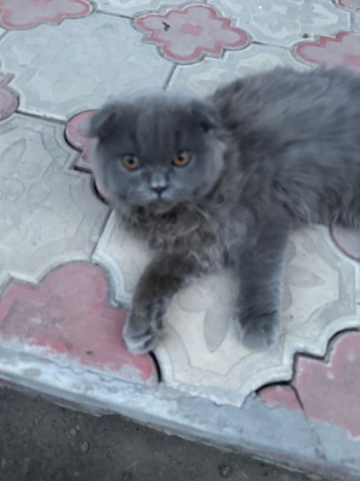 Кот Скоттиш фолд