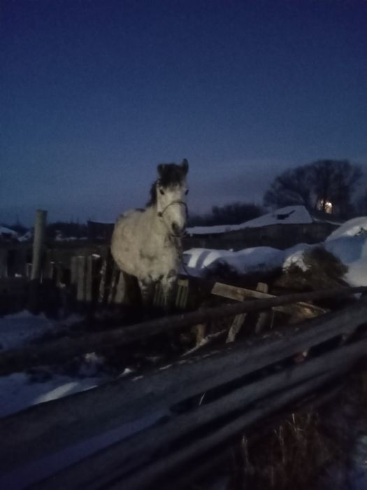 Продам жеребую кабылу